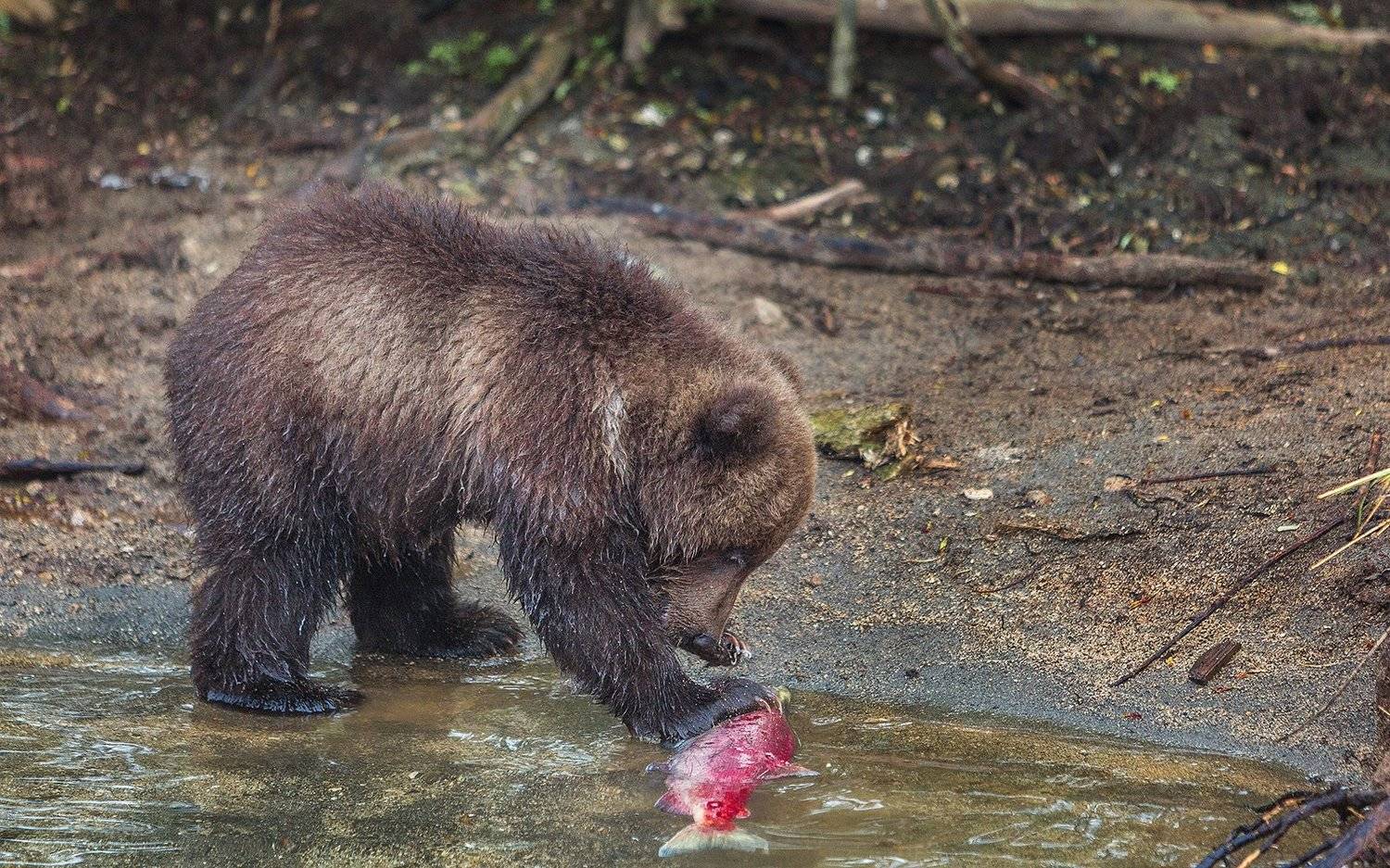Медведь, Камчатка, Власов Егор