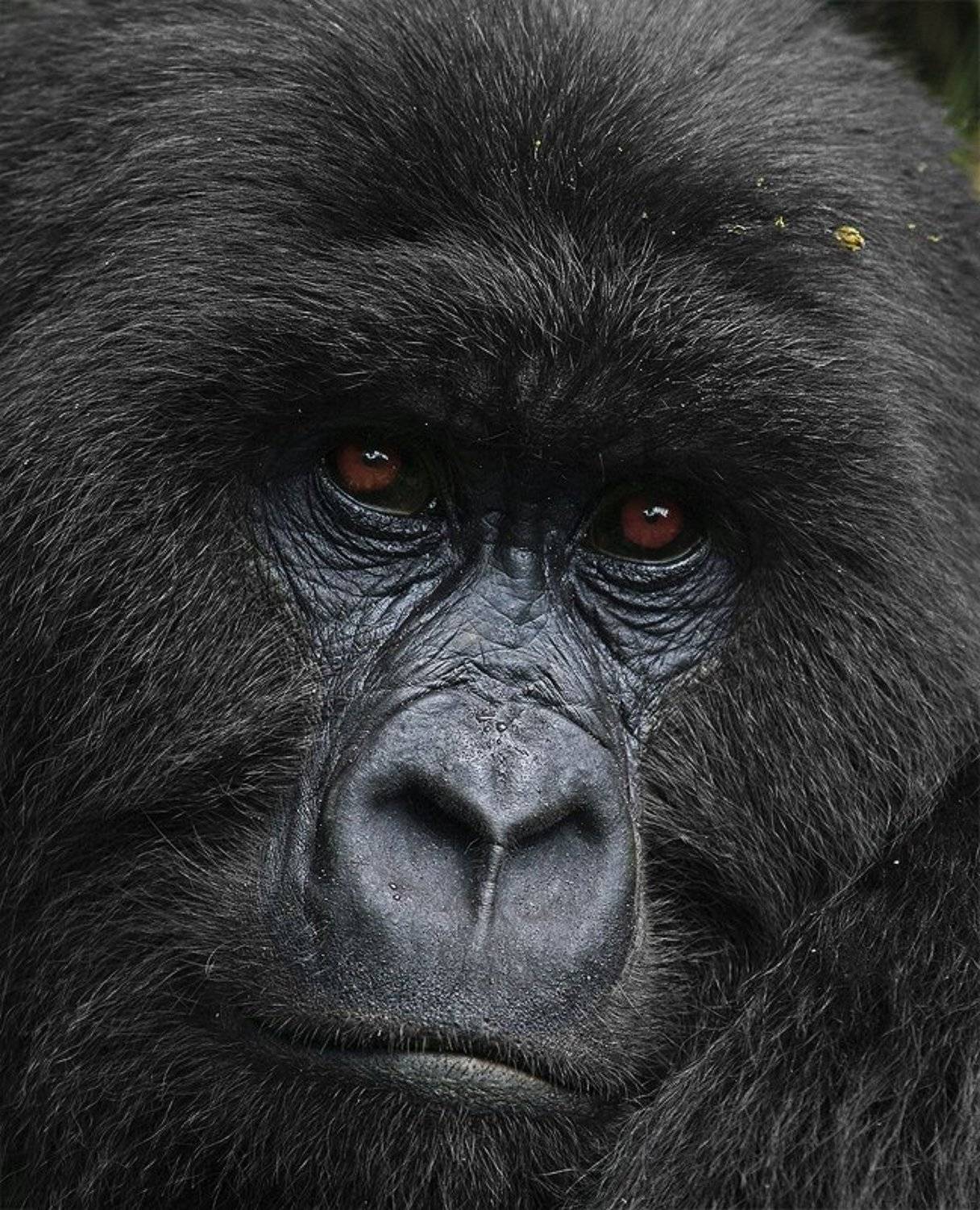 горная горилла, Gorilla beringei, Африка, Заир, Вирунга, дикие животные, дикая природа, фотоохота, Сергей Волков
