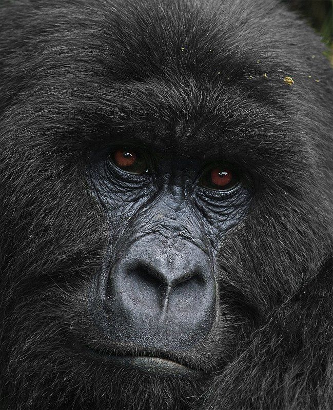 горная горилла, Gorilla beringei, Африка, Заир, Вирунга, дикие животные, дикая природа, фотоохота Былое и думы фото превью