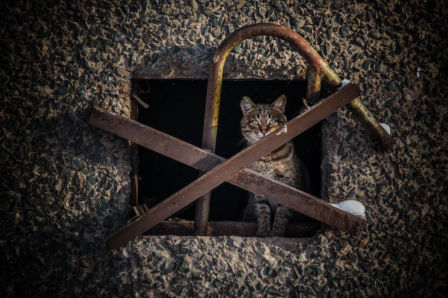 россия,животные,орск, Павел Сагайдак