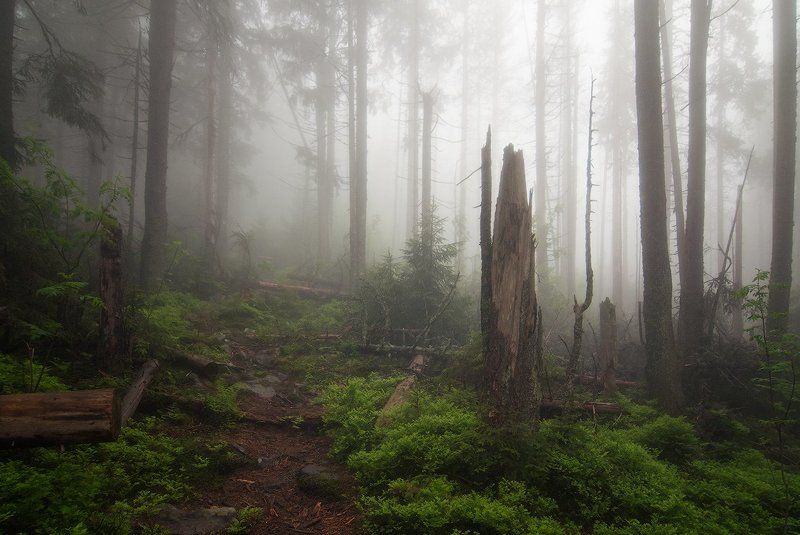 Туманными тропами фото превью
