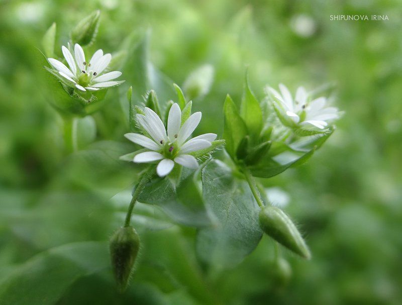 Свежесть фото превью