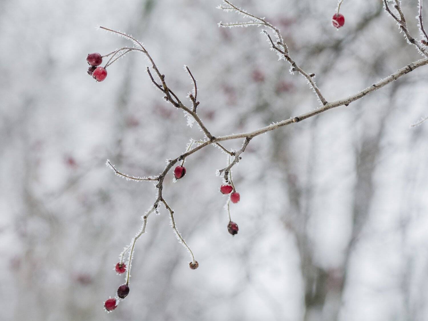 , Юрий Пужалин