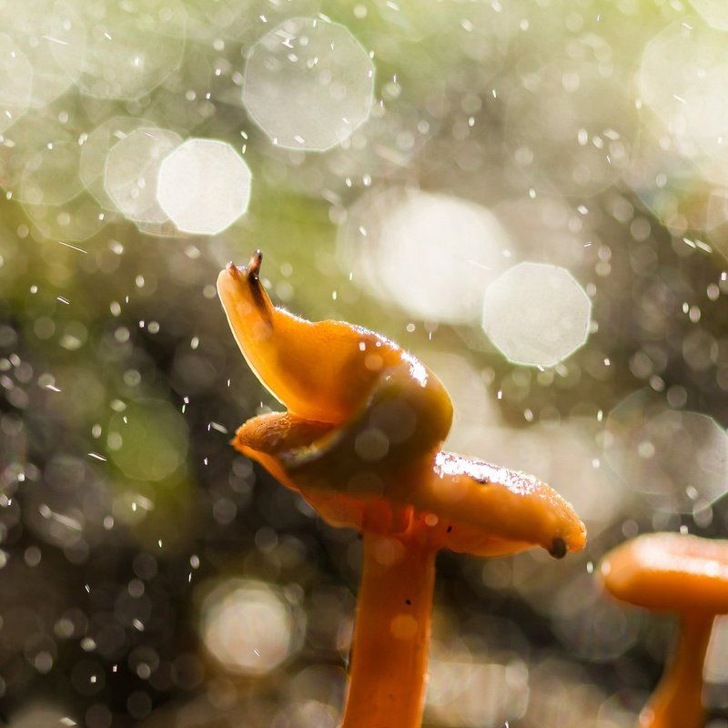 Волшебные грибочки фото превью