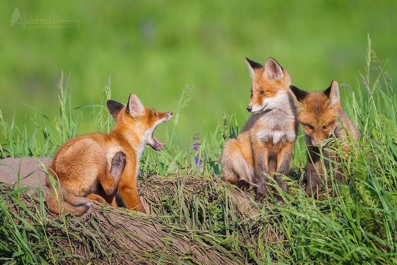 foxes, fox, animals, wildlife, gape, животные, дикая природа, лисы, лисята, лиса Зазевался фото превью