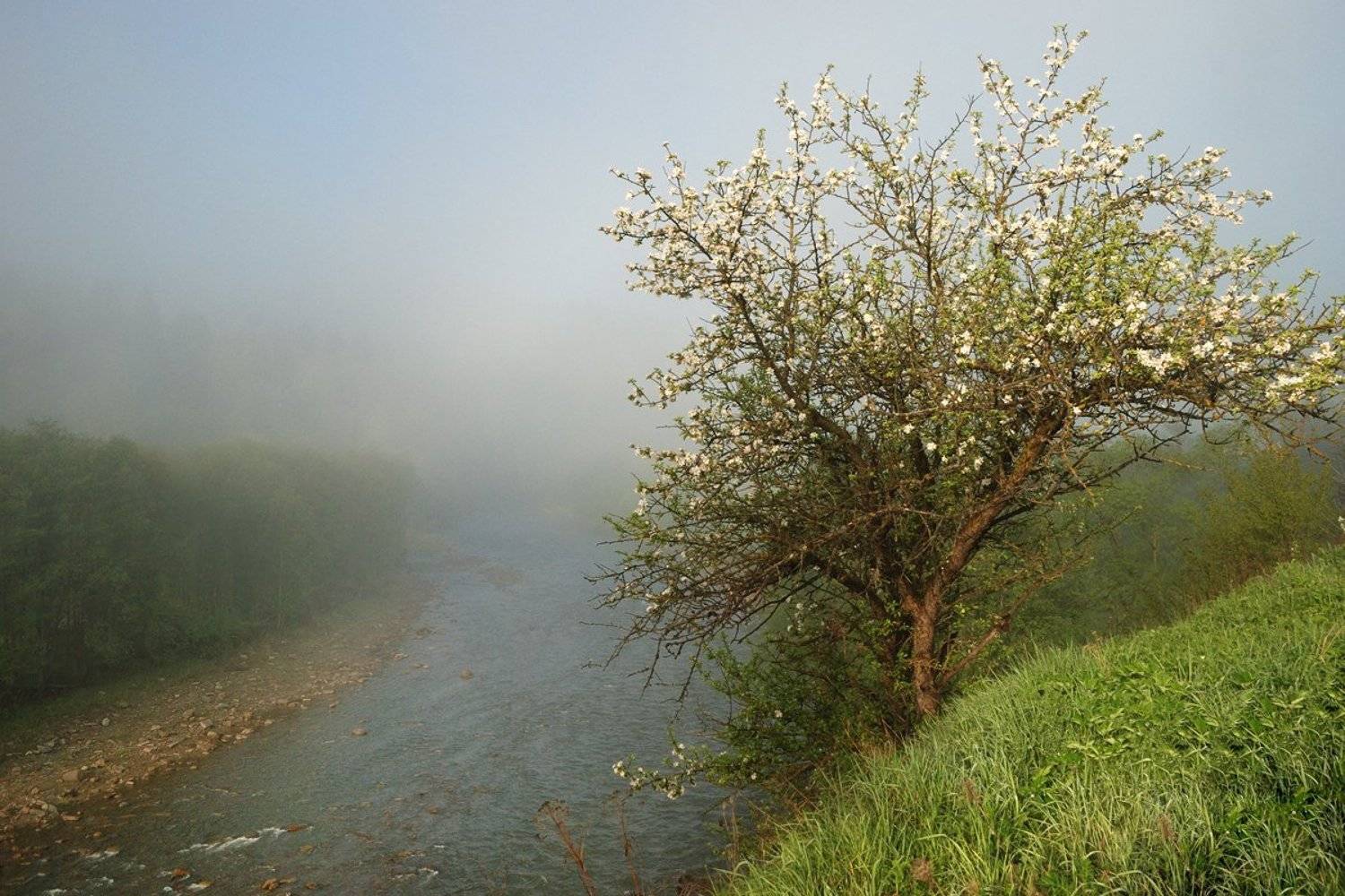 , Лопухов Сергей