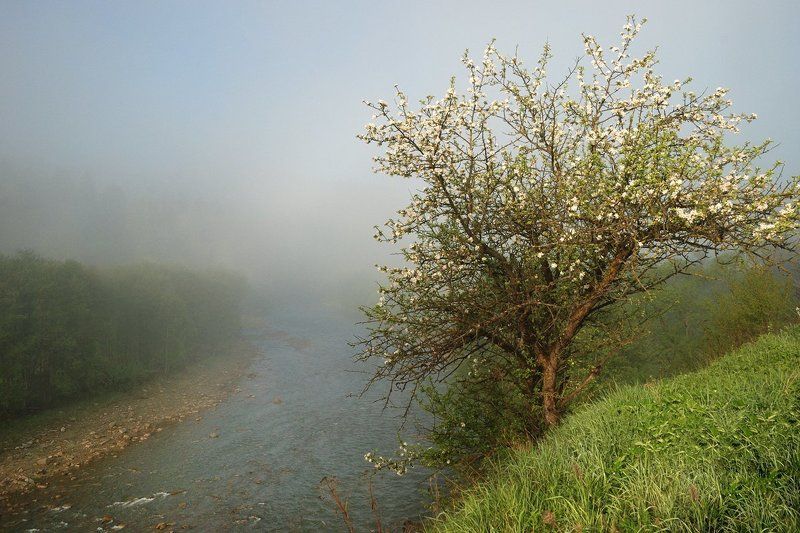 Ранее утро на Белом Черемоше фото превью