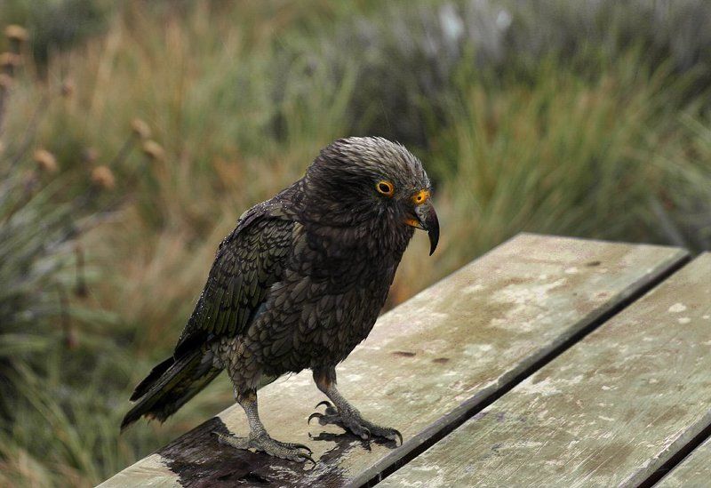 kea Кеша вернулся :) фото превью