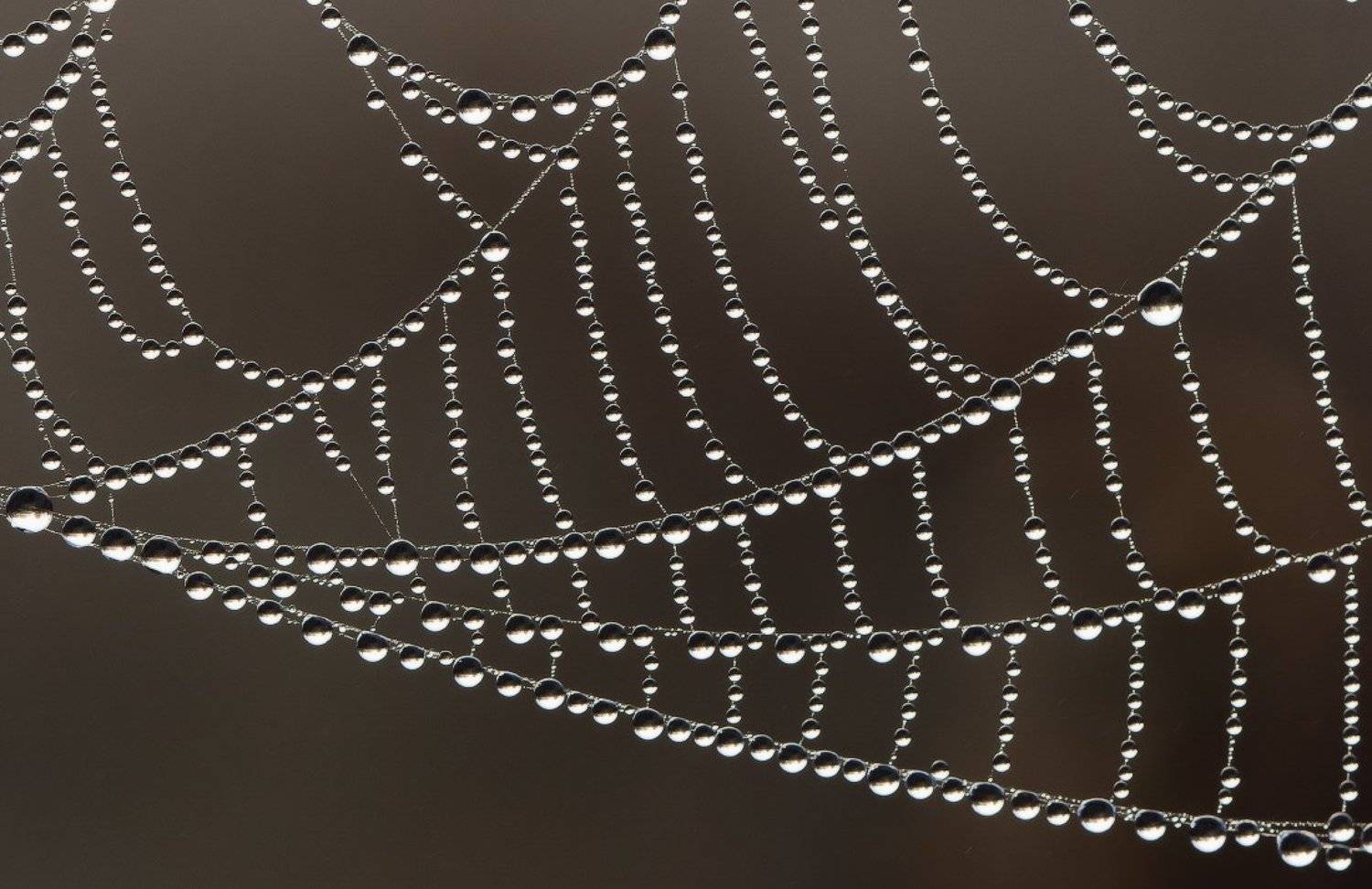 паутина,паук,макро,роса, Андрей Дитковский