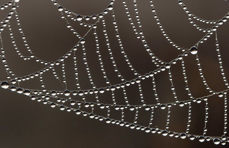 паутина,паук,макро,роса Жемчужная сеть фото превью