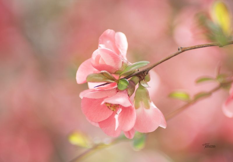 Кидония фото превью