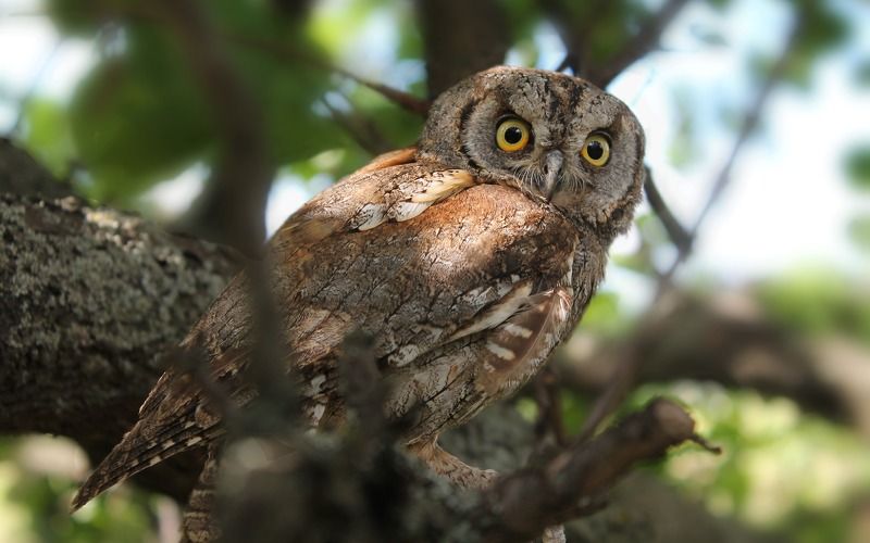 Сплю́шка, или обыкнове́нная со́вка. (лат. Otus scops) фото превью