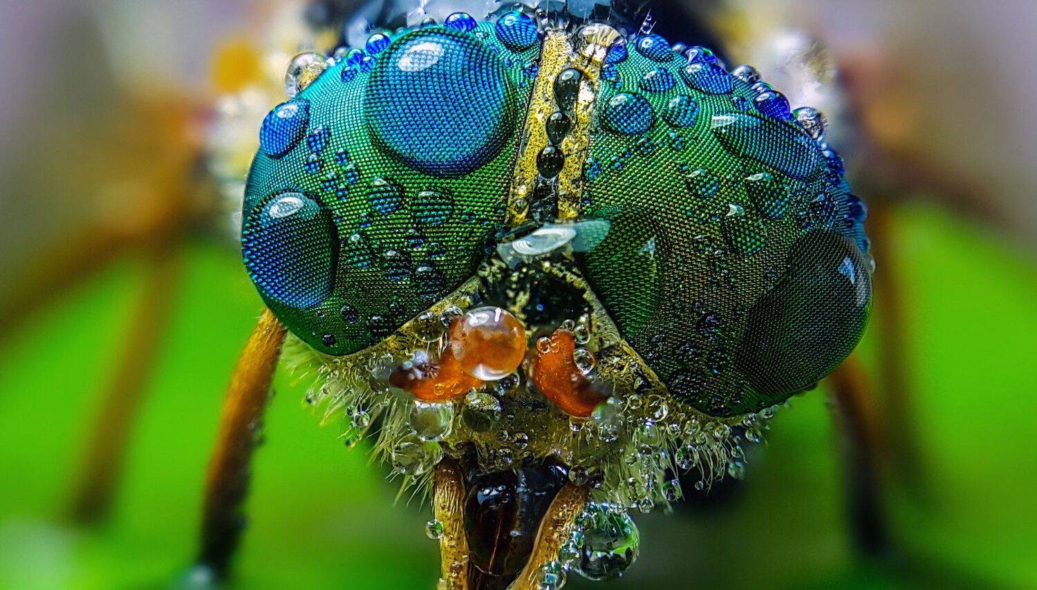 ceclii,macro,note4, Tsvetan Ganev