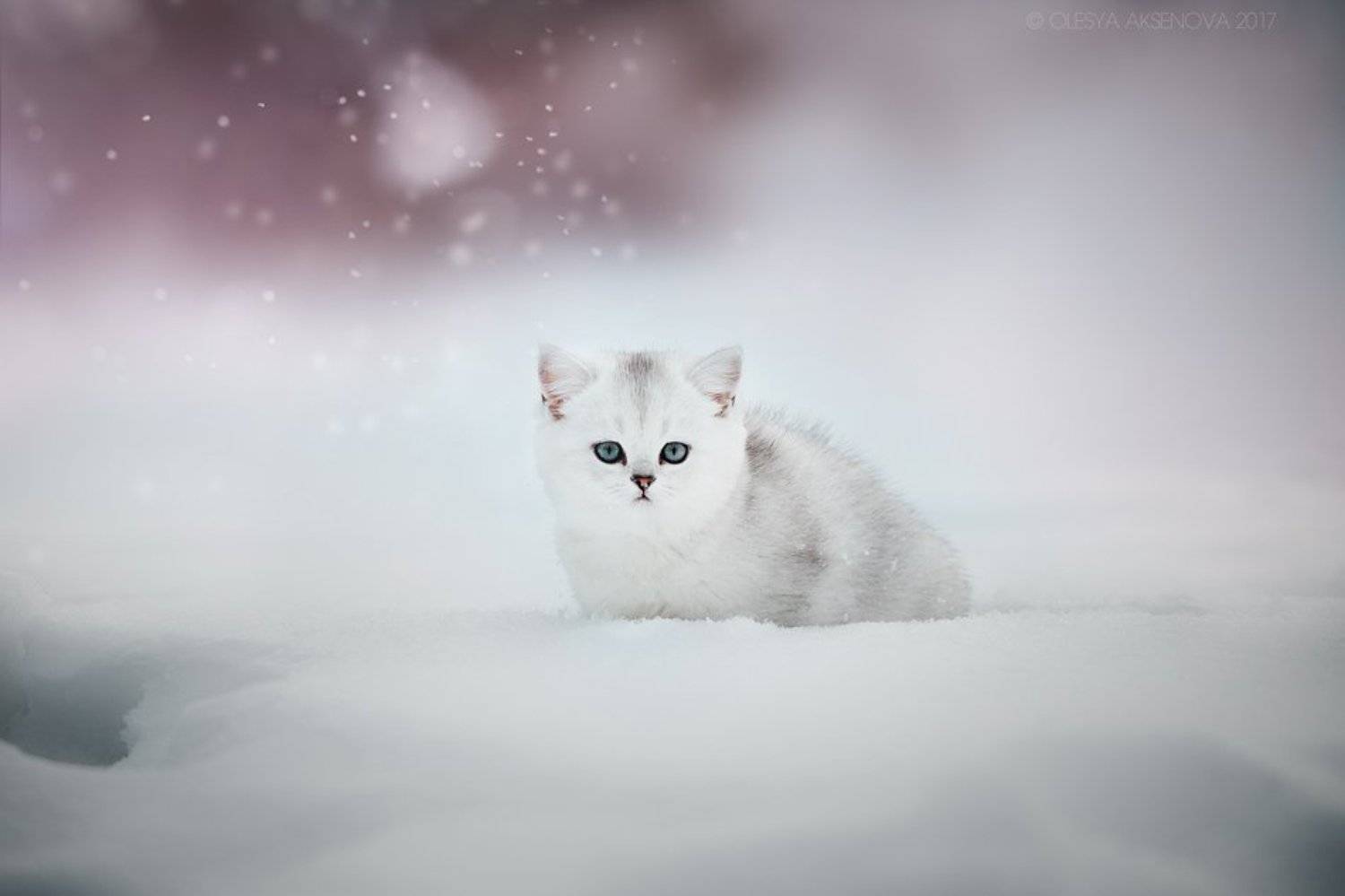 , Аксёнова Олеся