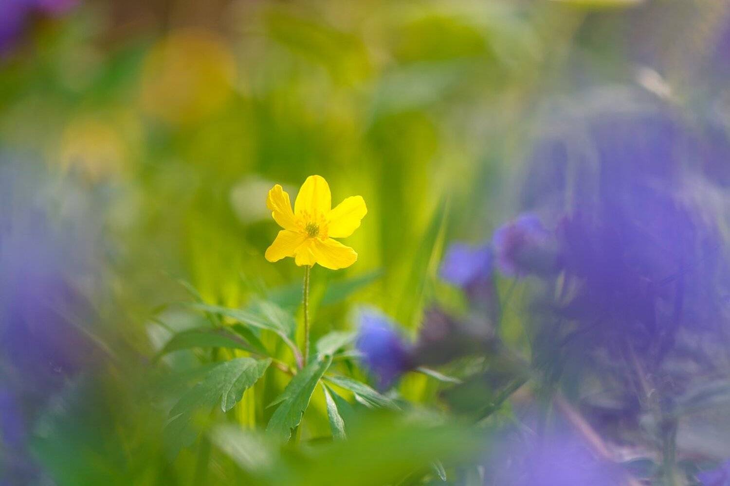 , Кузнецов Дмитрий