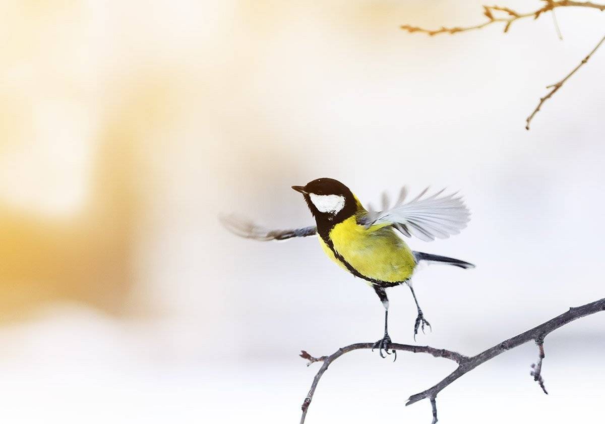 синица, Наталья