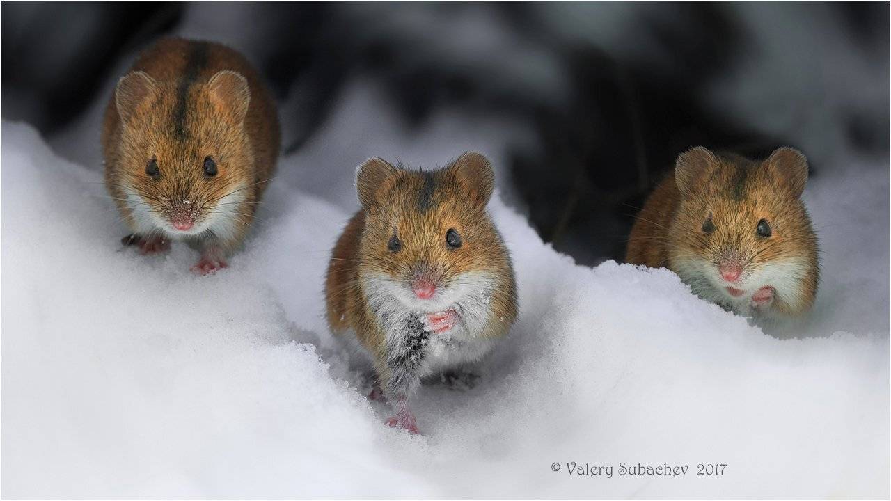 , Валерий Субачев