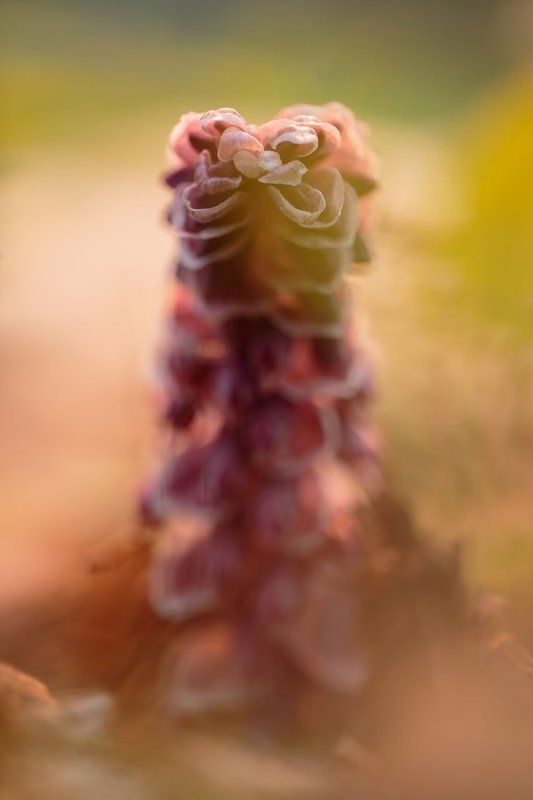 Петров крест, растение, цветок, Плещеево озеро Дрожь земли фото превью