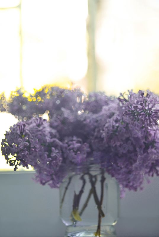 Lilac fairy фото превью