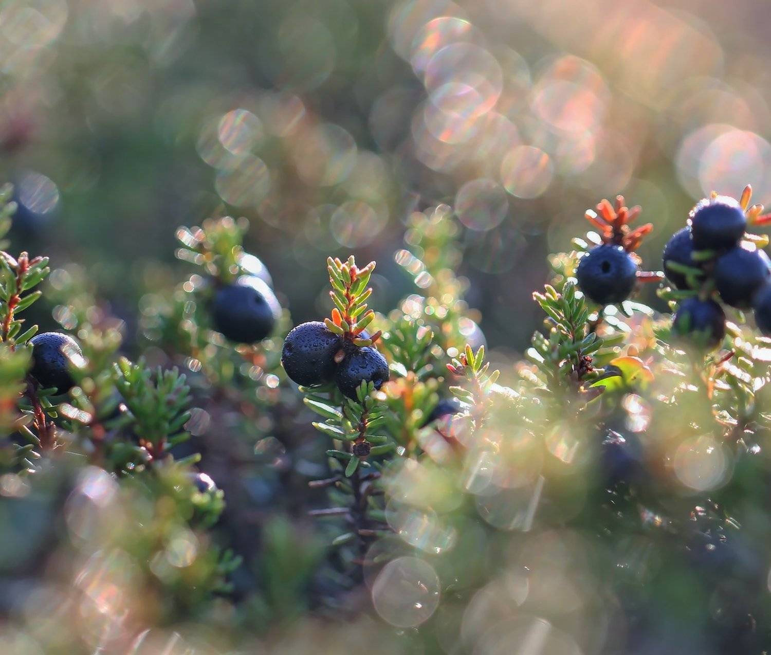 шикша, водяника, вороника, ягода, якутия, Евгения Левина