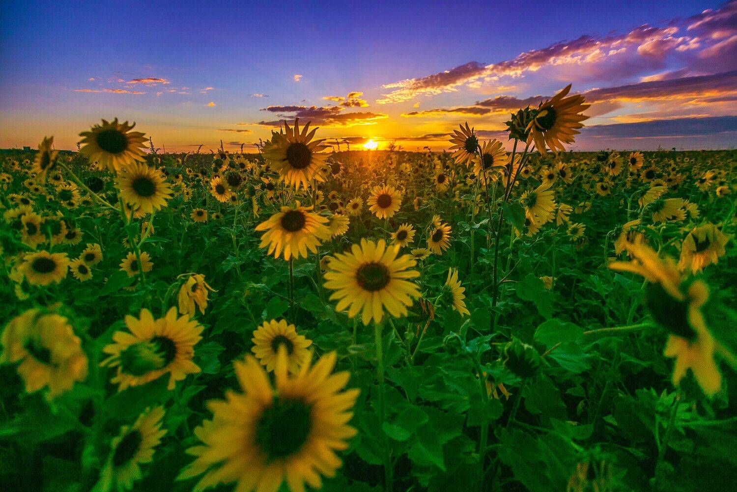 , Павел Сагайдак