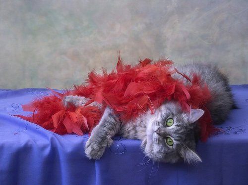 Чудо в перьях