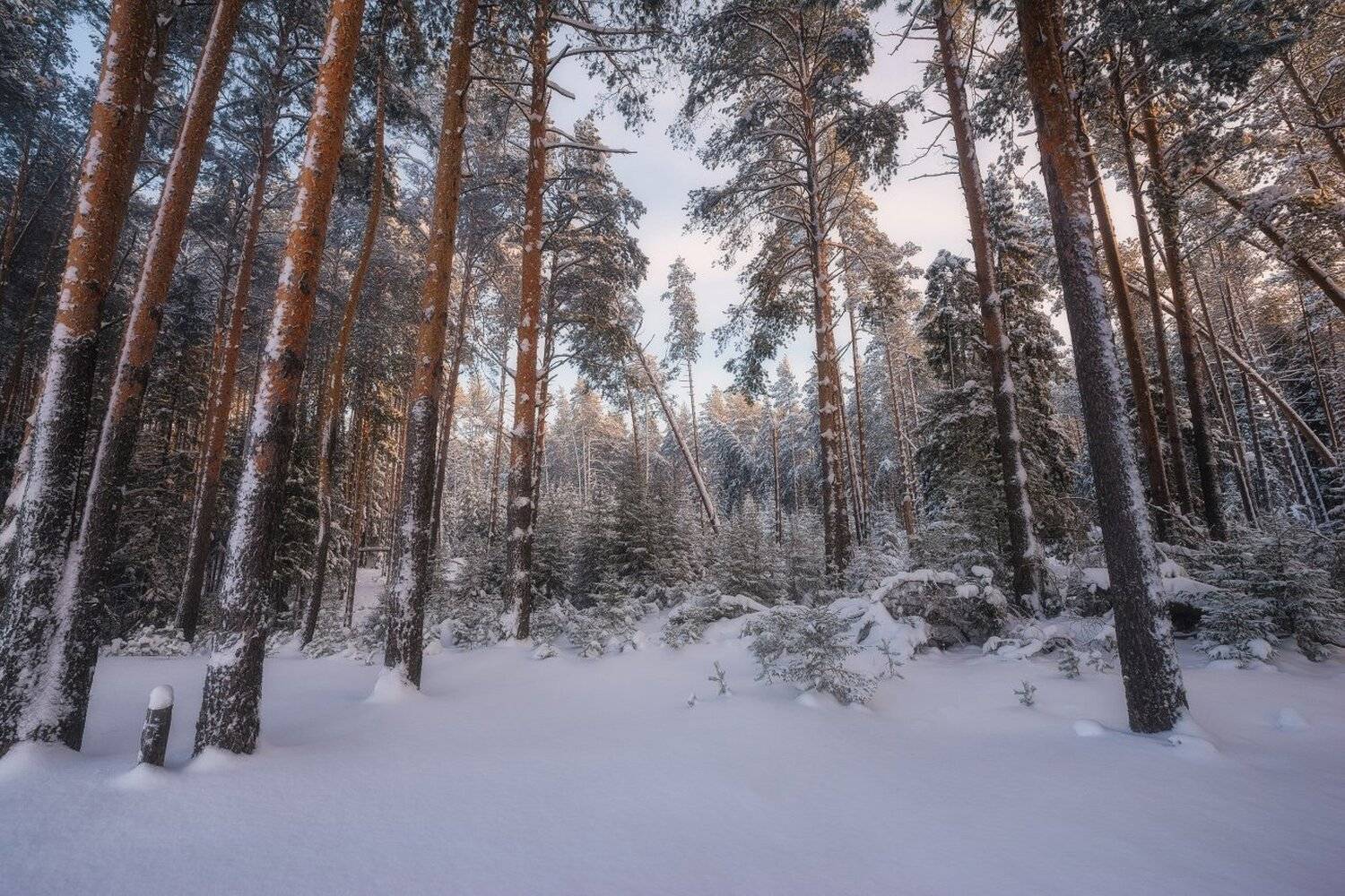 , Устюжанин Михаил