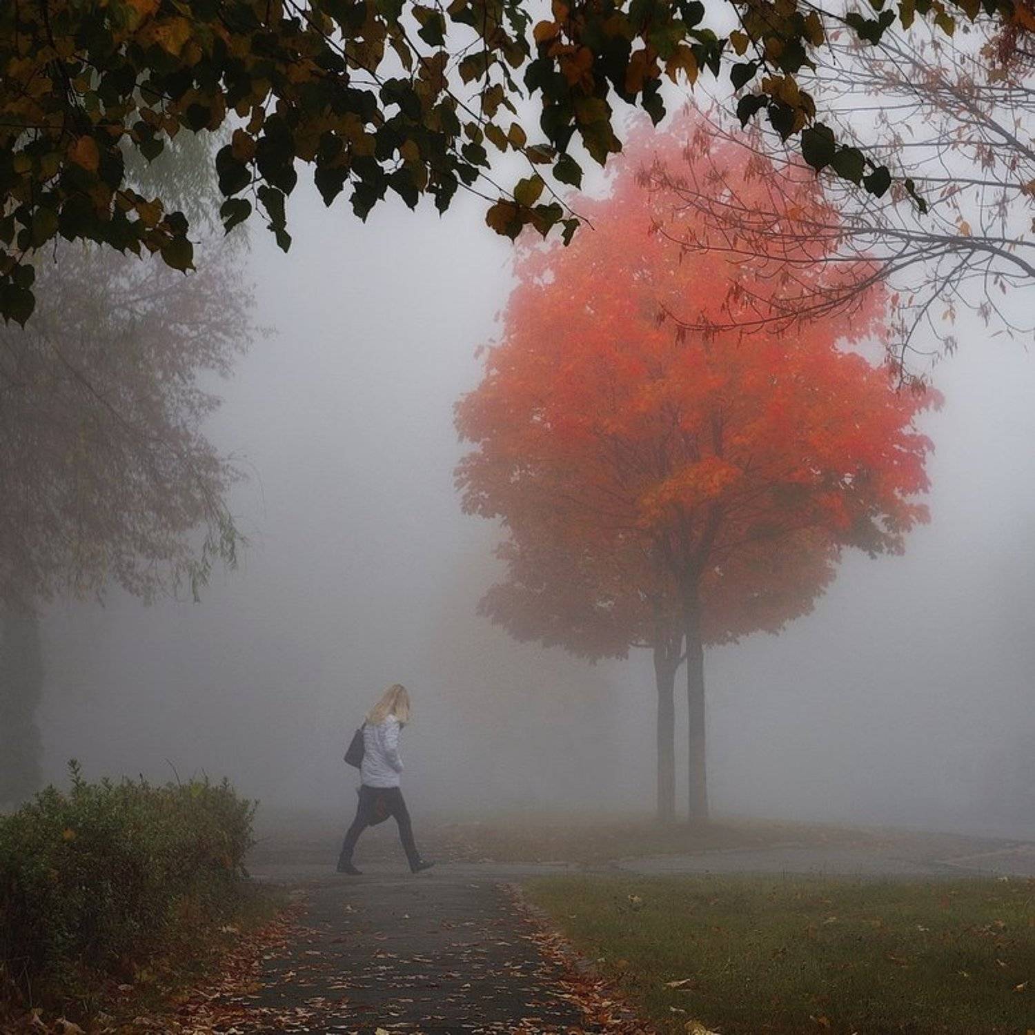 гелиос44, осень, город, улица, утро, туман, autumn, street, town, fog, morning, Сергей Шляга