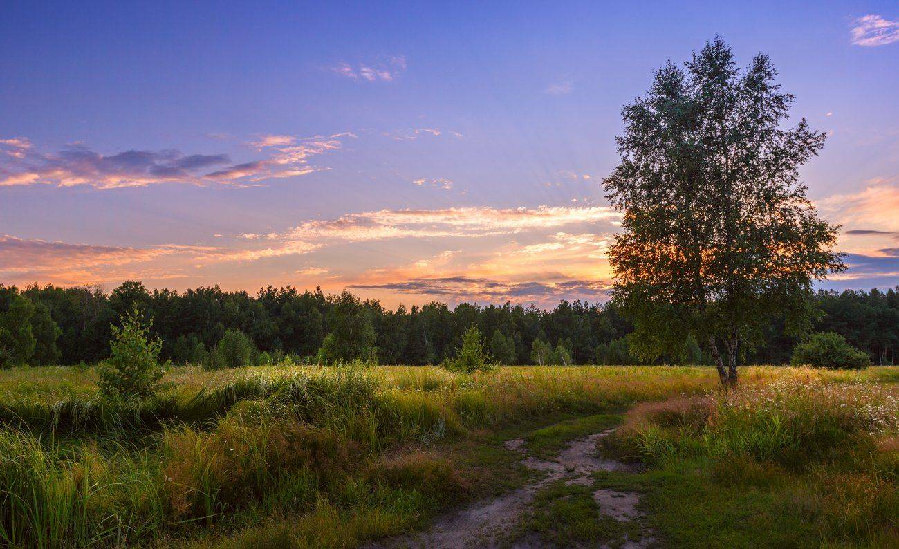 лето, луг, закат, июнь, Галанзовская Оксана