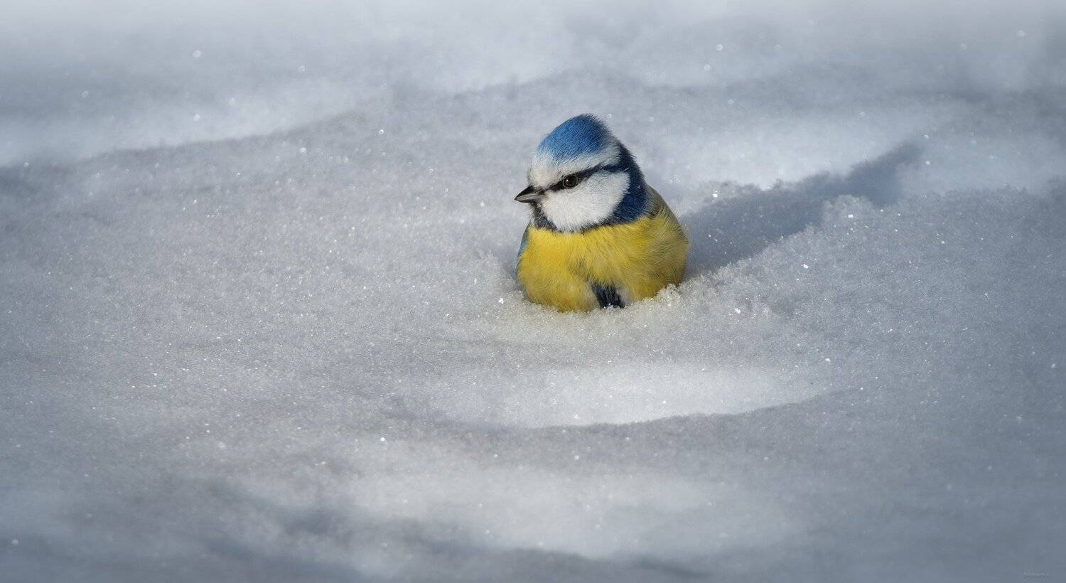 природа, лес, животные, птицы, Дмитрий Посевич