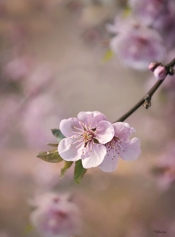 Весеннее настроение фото превью