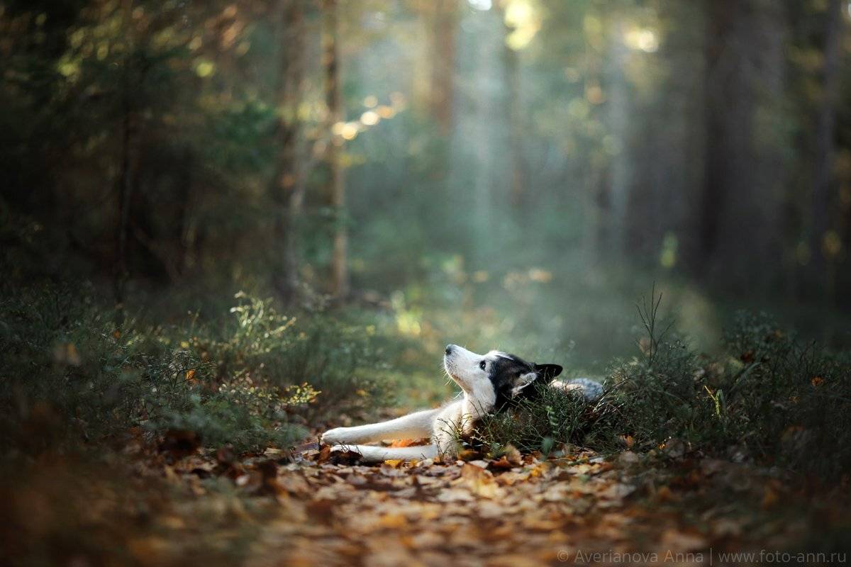 собака, природа, лес, Анна Аверьянова