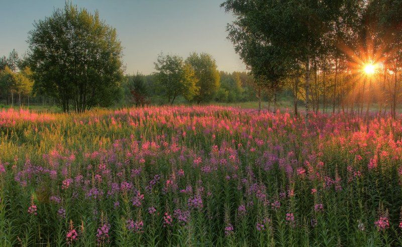 утро,рассвет,иван-чай Иван-чай фото превью