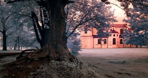 Корни. Инфракрасная фотография.