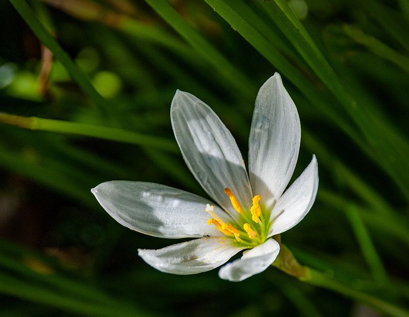 Выскочка фото превью