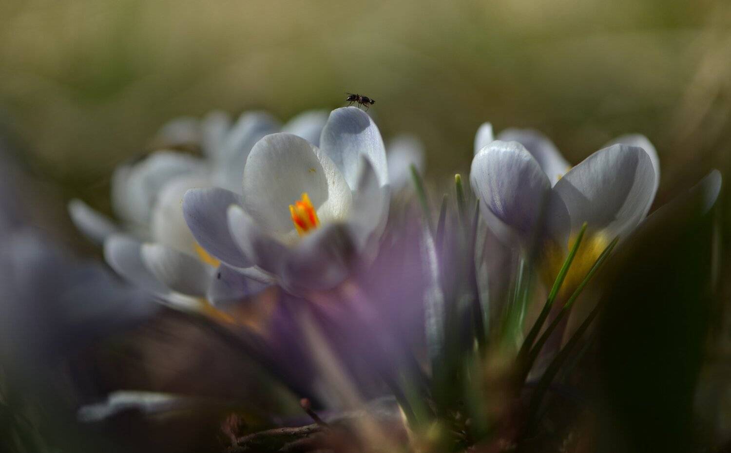 природа, макро, весна, цветы, крокус, мошка, Неля Рачкова