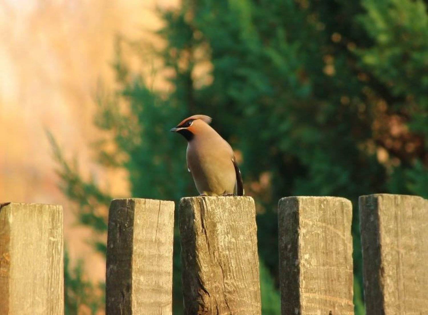 птицы, природа, свиристель, Алина Урусова