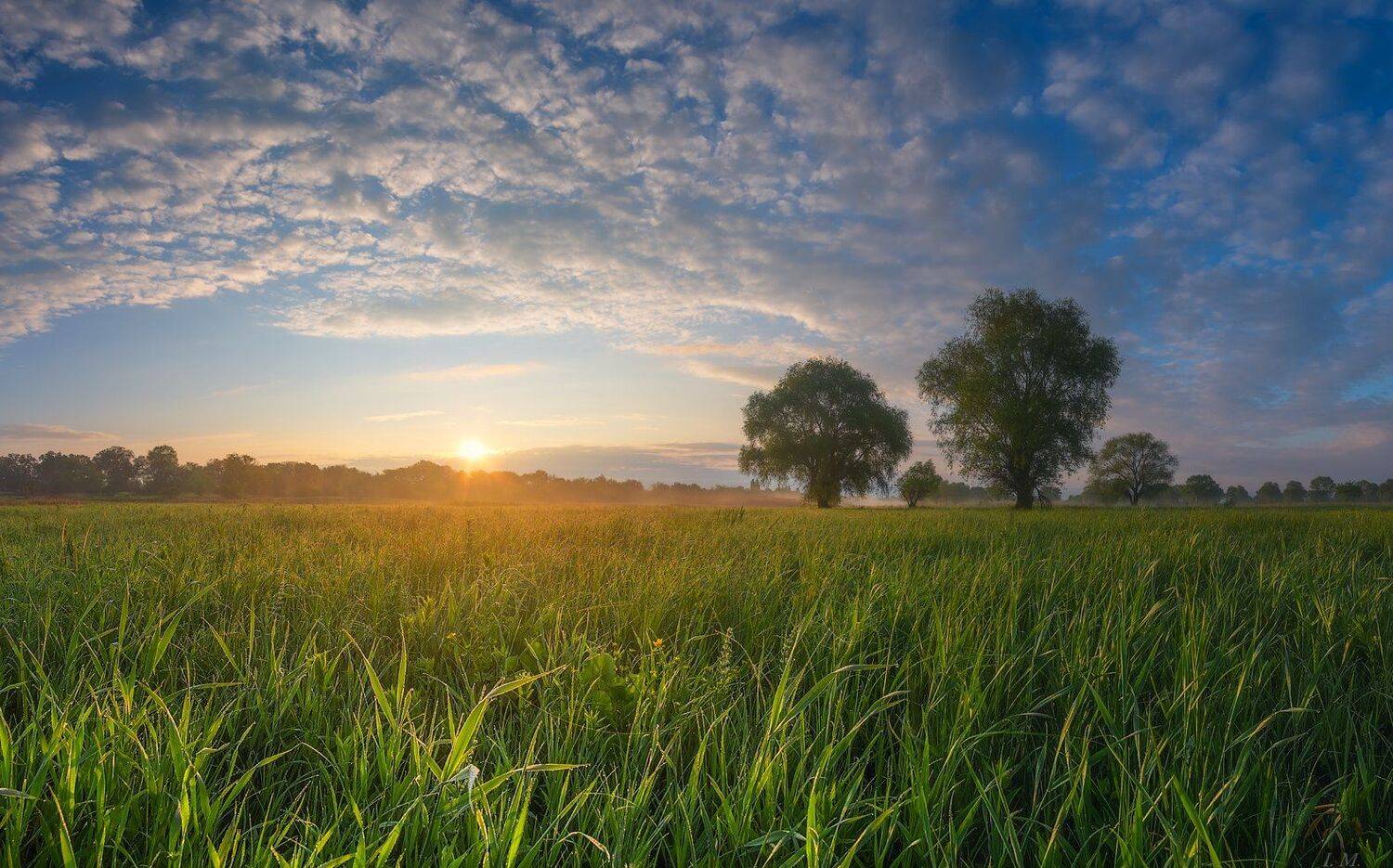 весна, май, утро, рассвет, луг, травы, I'M