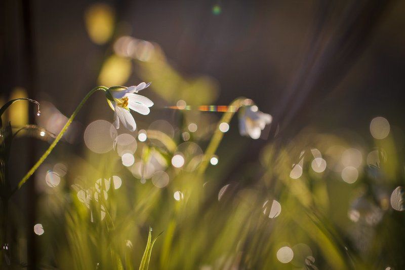 Радужная паутинка фото превью