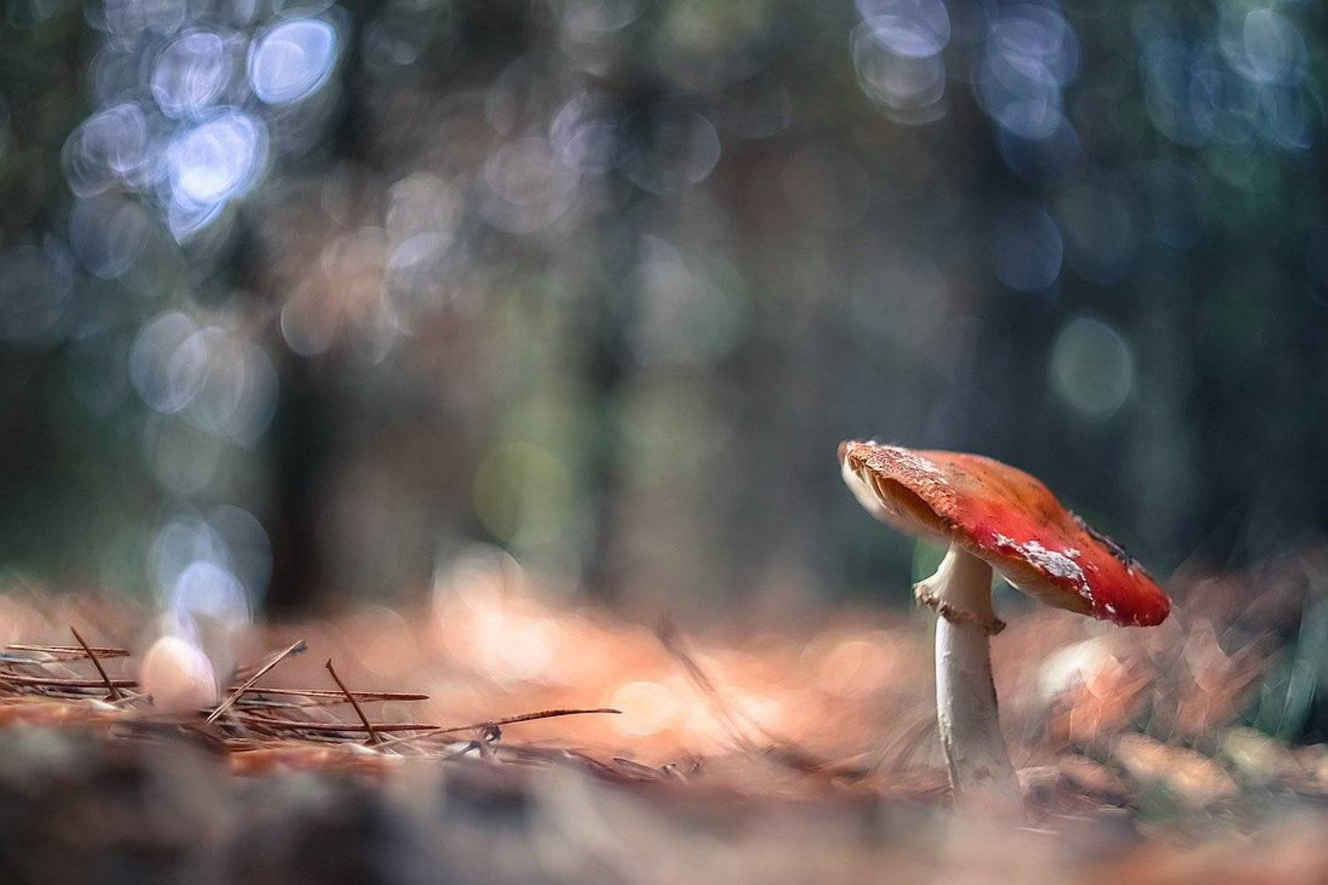 , Вячеслав Мищенко