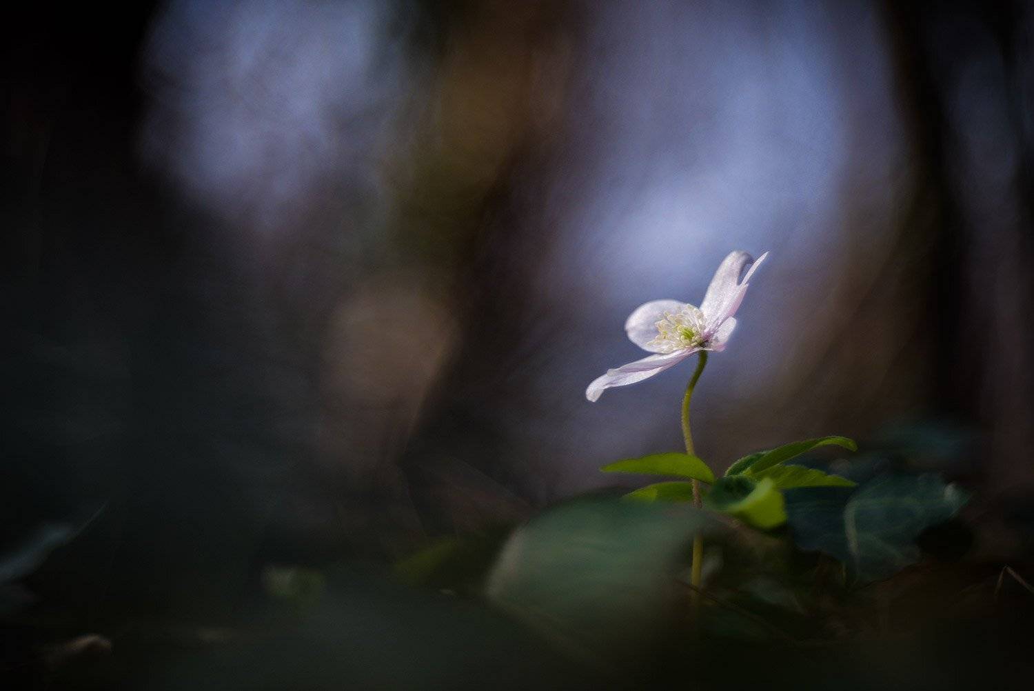 , stefano.tassano