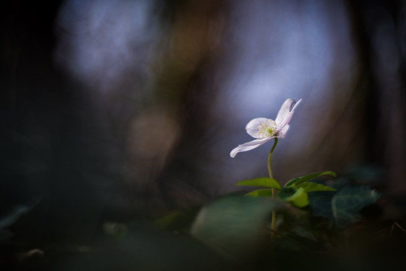 Light is life фото превью
