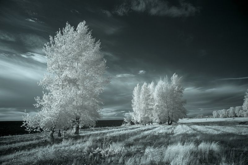 инфракрасный,фильтр,пейзаж,оренбуржье,урал,дерево,поле,ir,infrared,landscape, Оренбуржье. фото превью