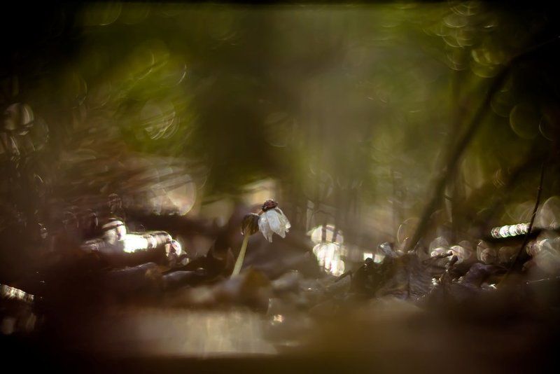 Сказки про весну-2 фото превью