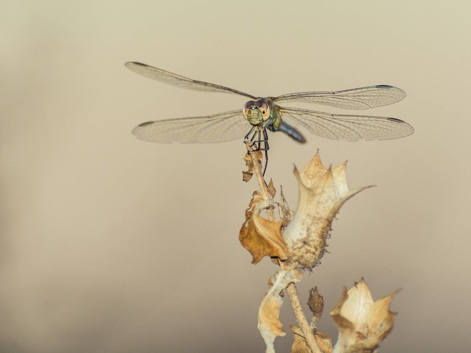 , Юрий Пужалин