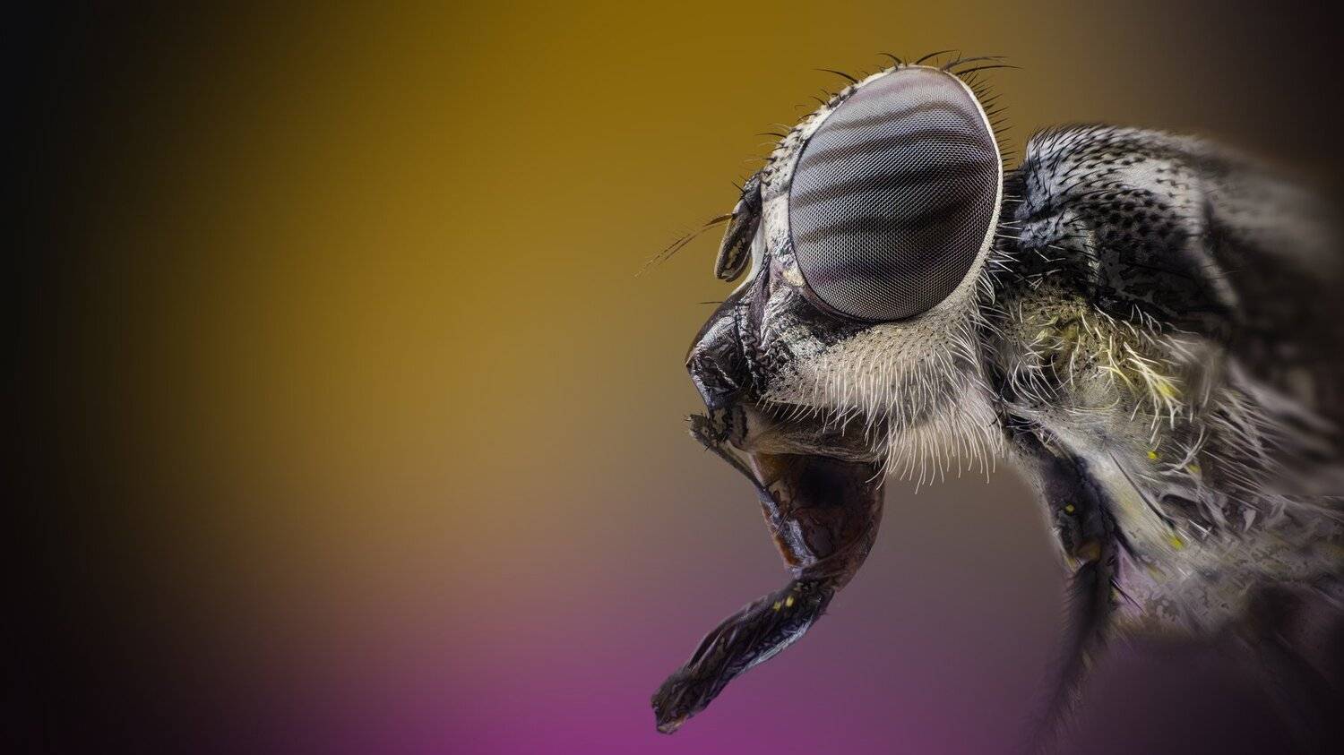 Муха. Автор: Tsvetan Ganev ceclii,macro,lgg4, Tsvetan Ganev