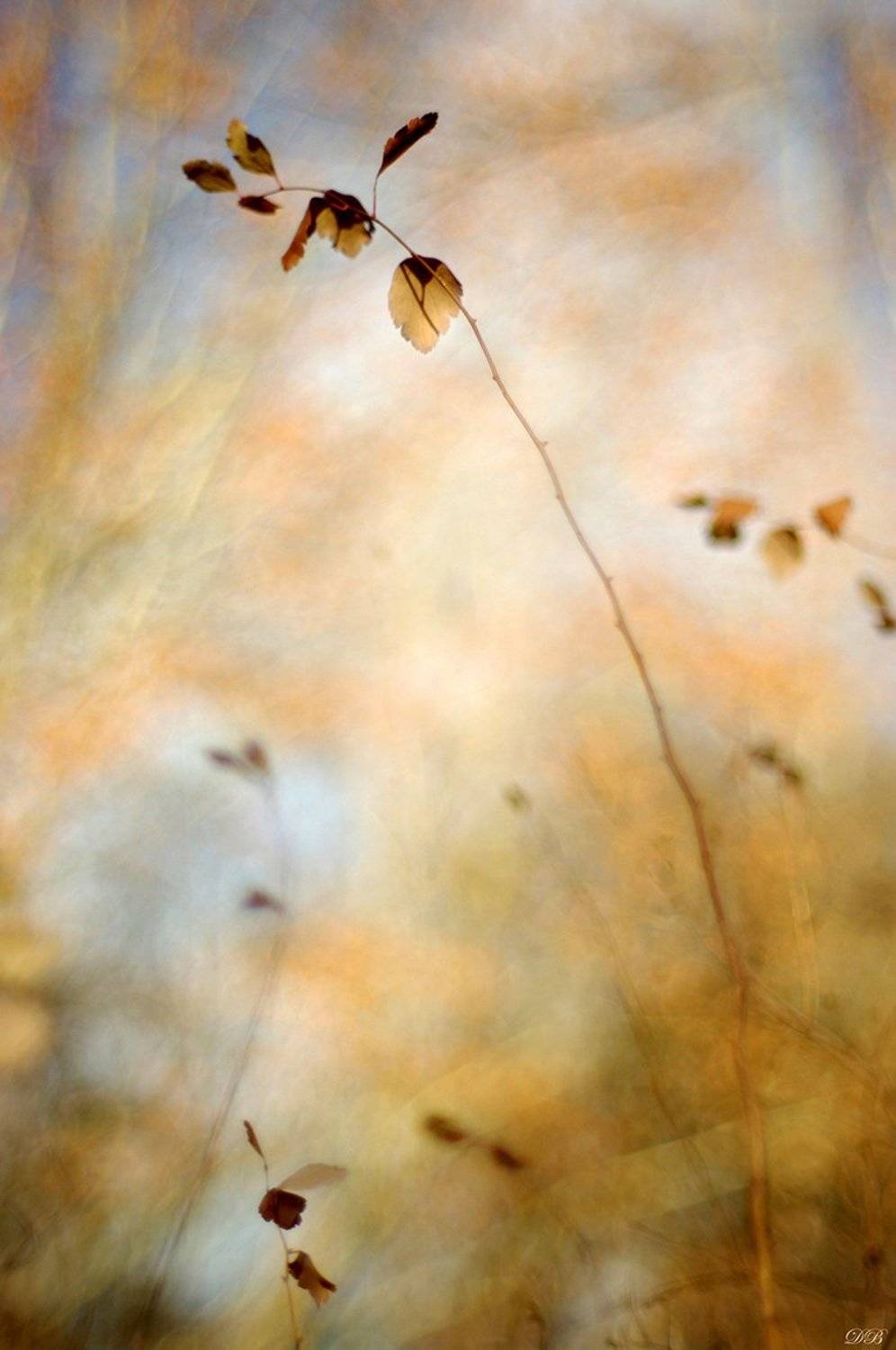 nature, leaf, leaves, brown, branch, color, colors, color image, image, photography, bokeh, macro, autumn, close-up, light, morning,, Dr Didi Baev