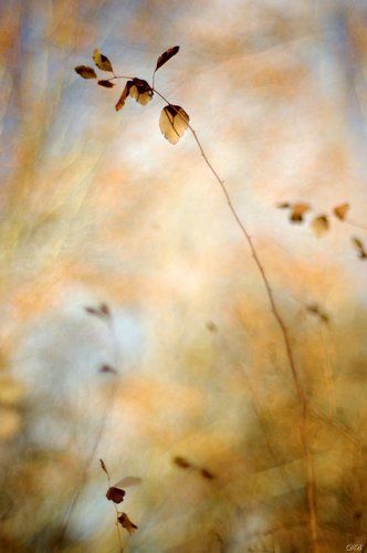Morning Light