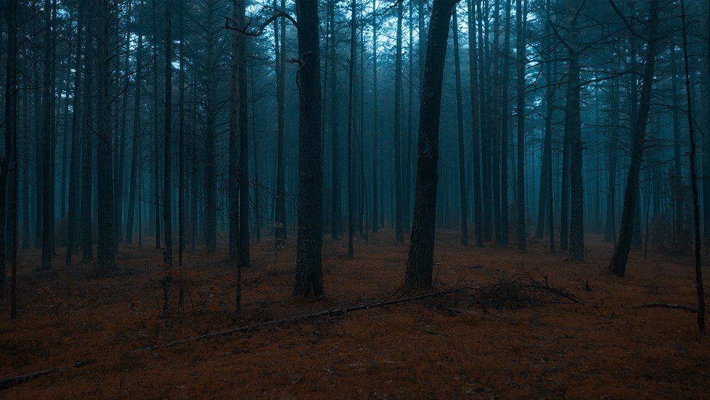 forest dark estonia fog, Aleksandr Kljuchenkow