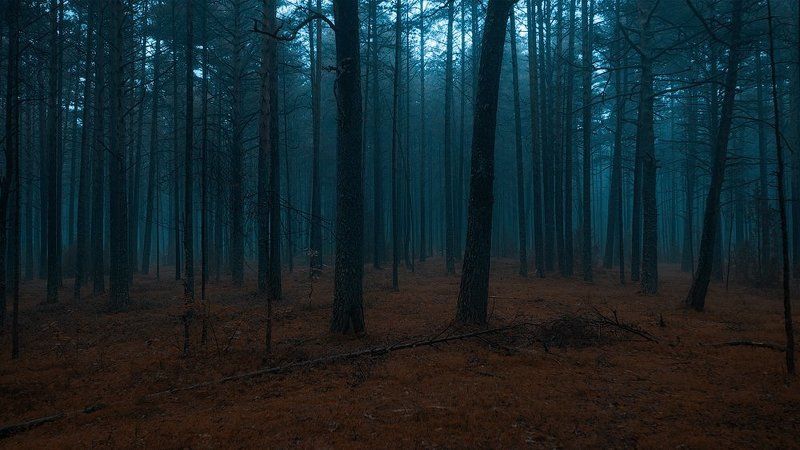 forest dark estonia fog Deep dark forest фото превью